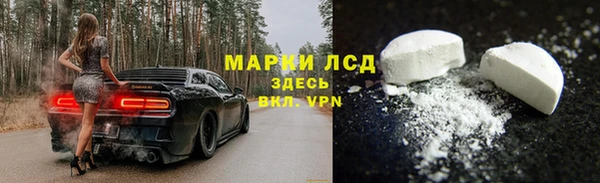 стаф Алзамай